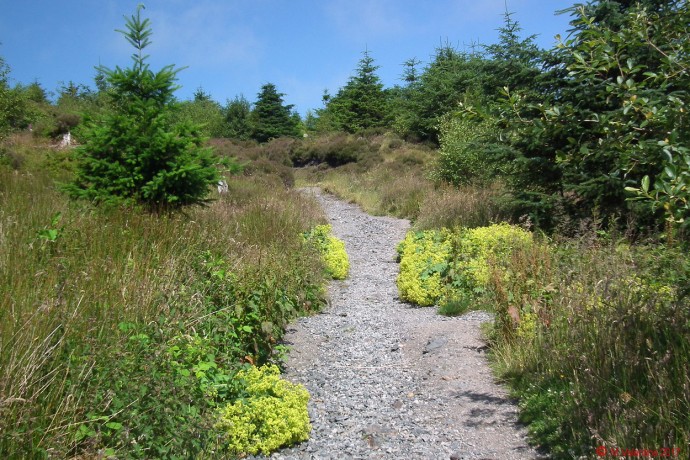 Dodd summit path - Lady's Mantle plants.