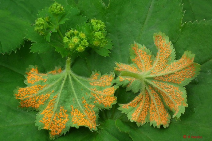Trachyspora intrusa on Alchemilla mollis leaves.