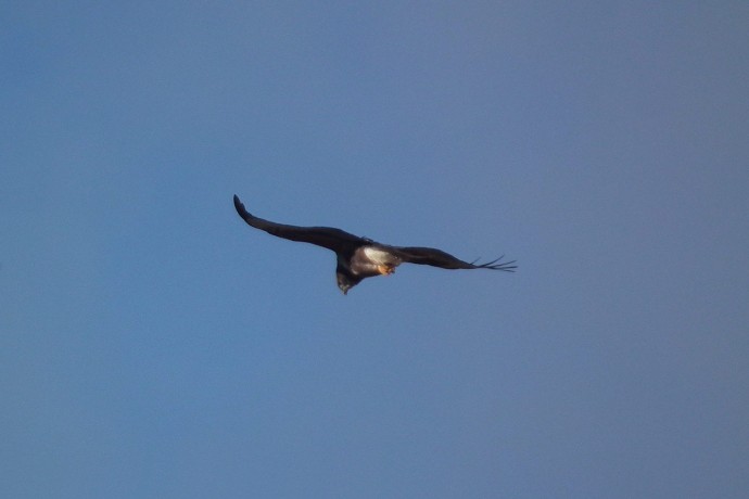 Buzzard.