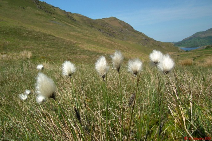 Cotton Grass.