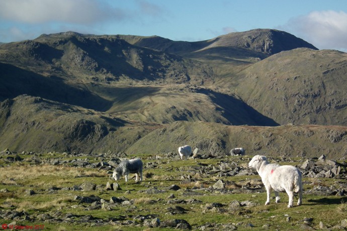 Looking towards Esk Hause.