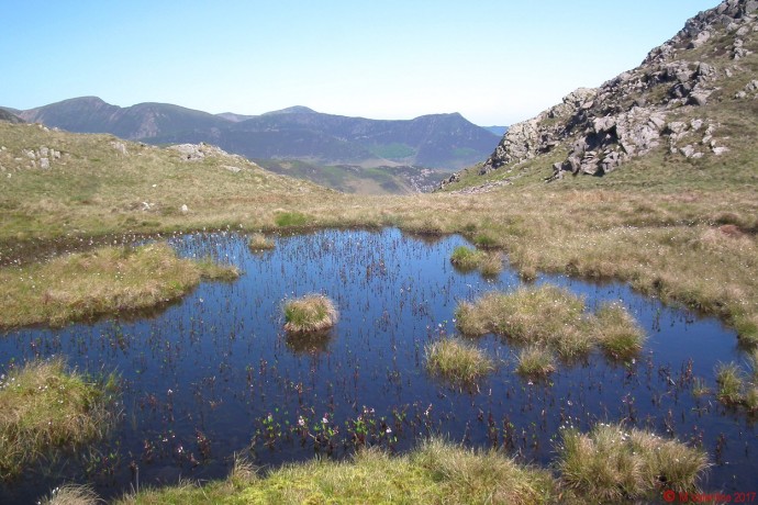 Bog pool with lots of floral interest.