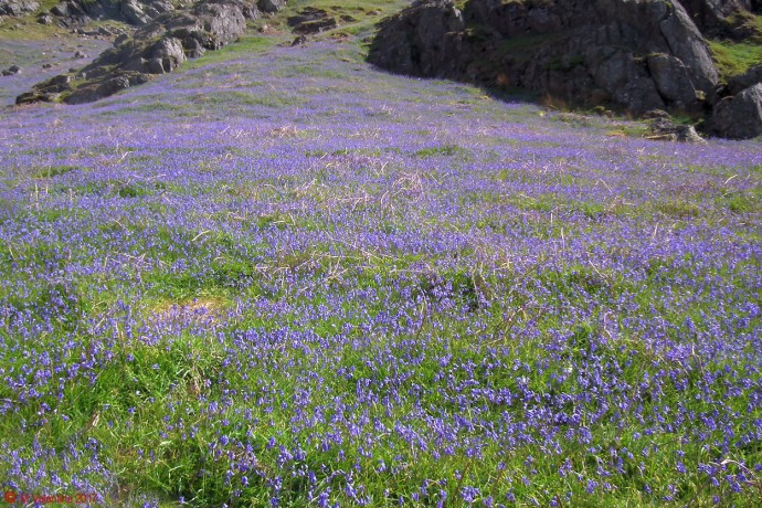 Bluebells.