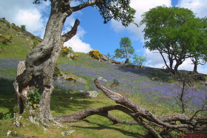 More bluebells.