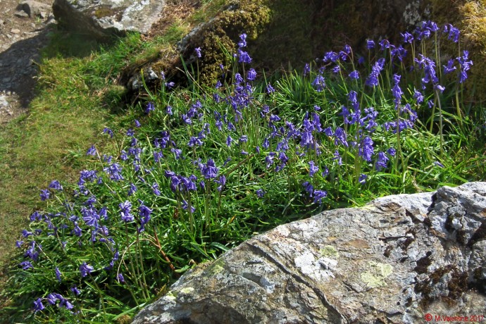 Bluebells.
