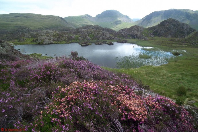 Inominate Tarn & Heather.