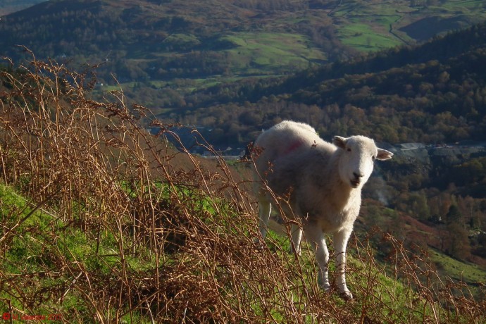 Herdwick ewe.