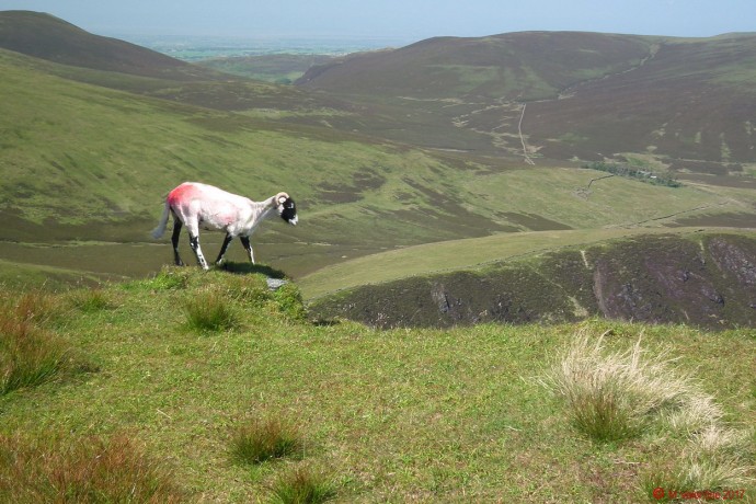 Lonscale Pike Herdwick.
