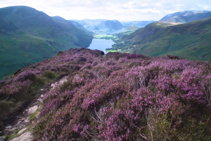 Heather clad slopes on Fleetwith Pike.