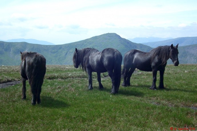 Fell Ponies.