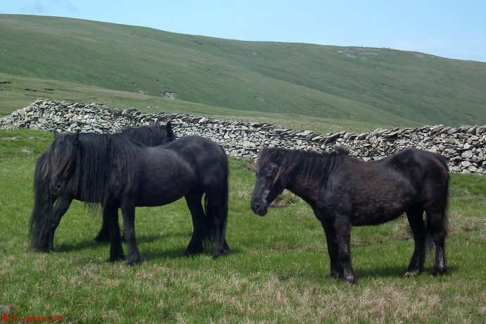 Fell Ponies.