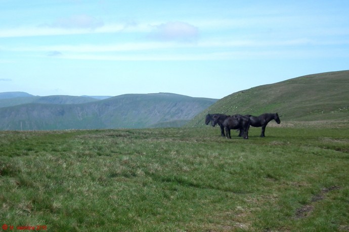 Fell Ponies.
