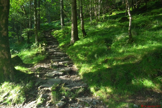The ascent begins - The track through Burtness Wood.