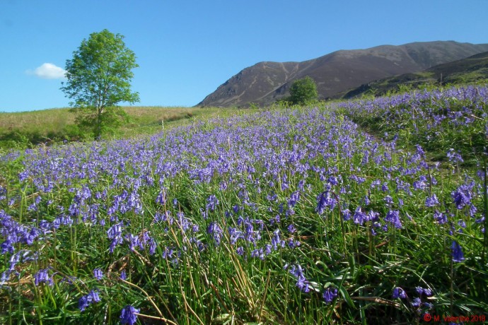 Bluebells - Grasmoor.
