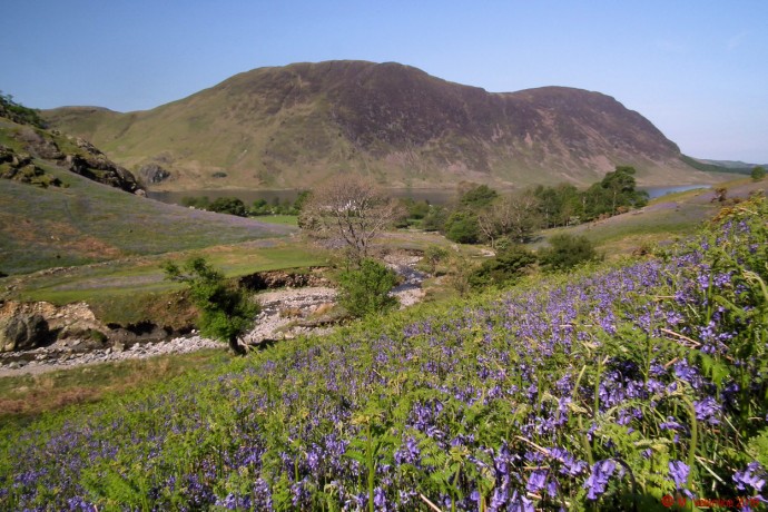 Bluebells - Mellbreak.