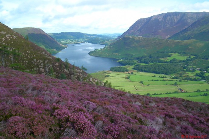 Crummock Water across a carpet of heather.