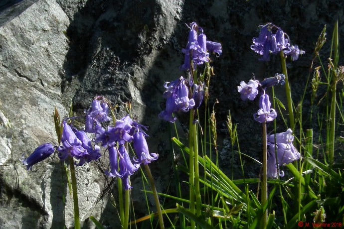 Bluebells.