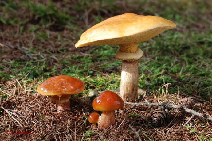 Larch Bolete (Suillus grevillei).